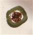  T.S. 4-locular Ovary